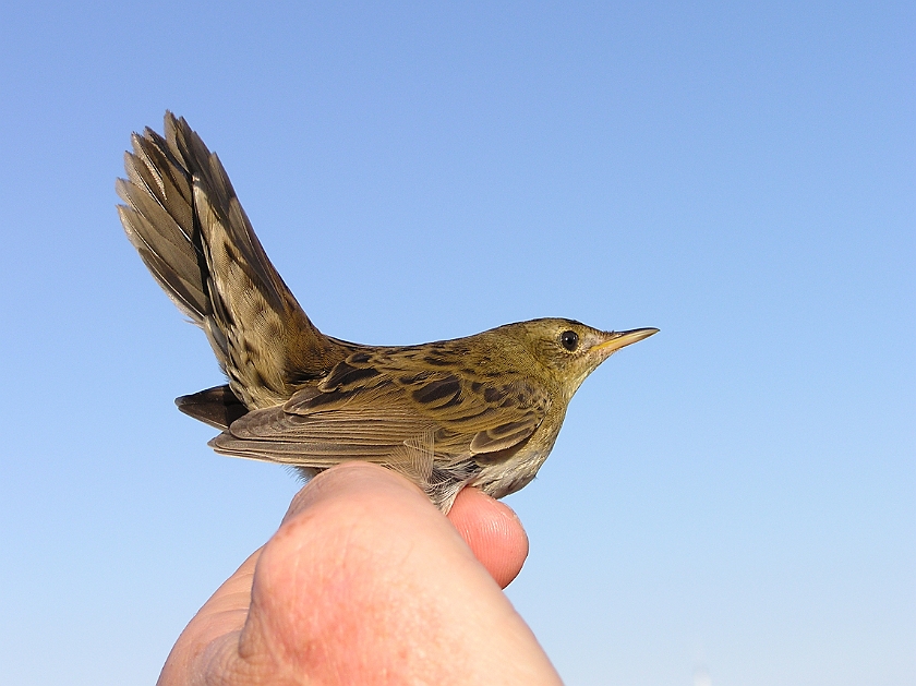 Common Grasshopper Warbler, Sundre 20080731